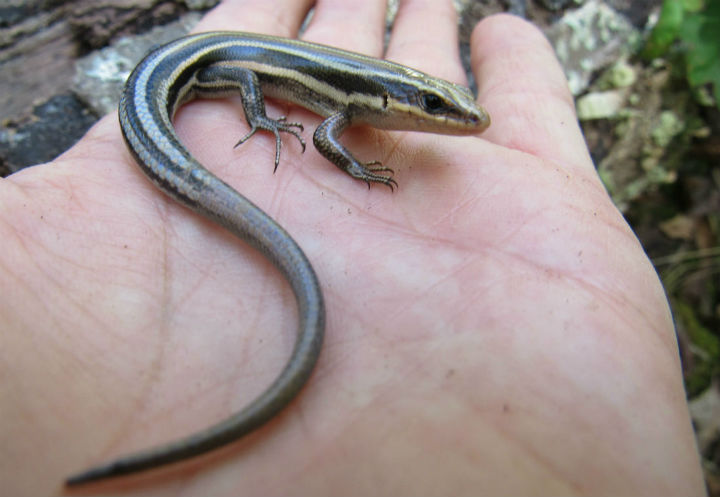 Five-lined Skink